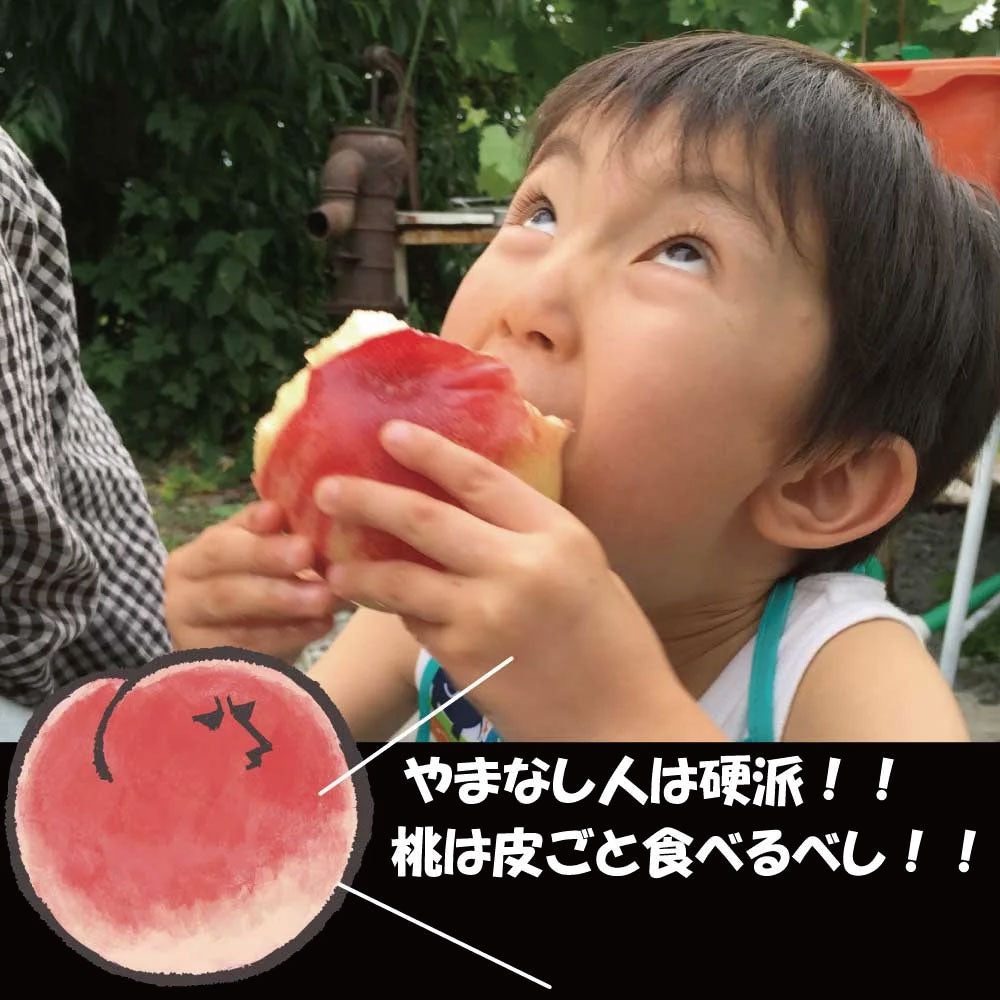 「硬質桃」【約2kg/4~6玉/糖度14度保証】皮ごと食べられる硬い桃 EC005(税込)