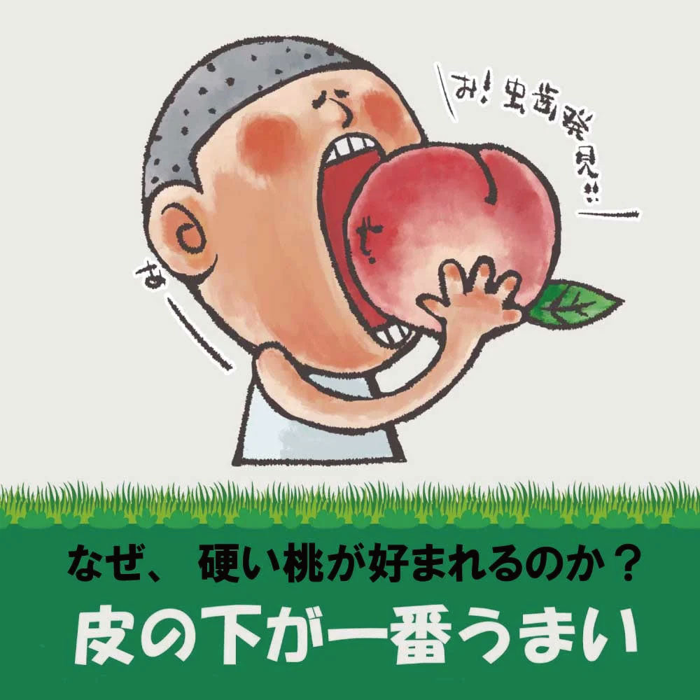 「硬質桃」【約2kg/4~6玉/糖度14度保証】皮ごと食べられる硬い桃 EC005(税込)