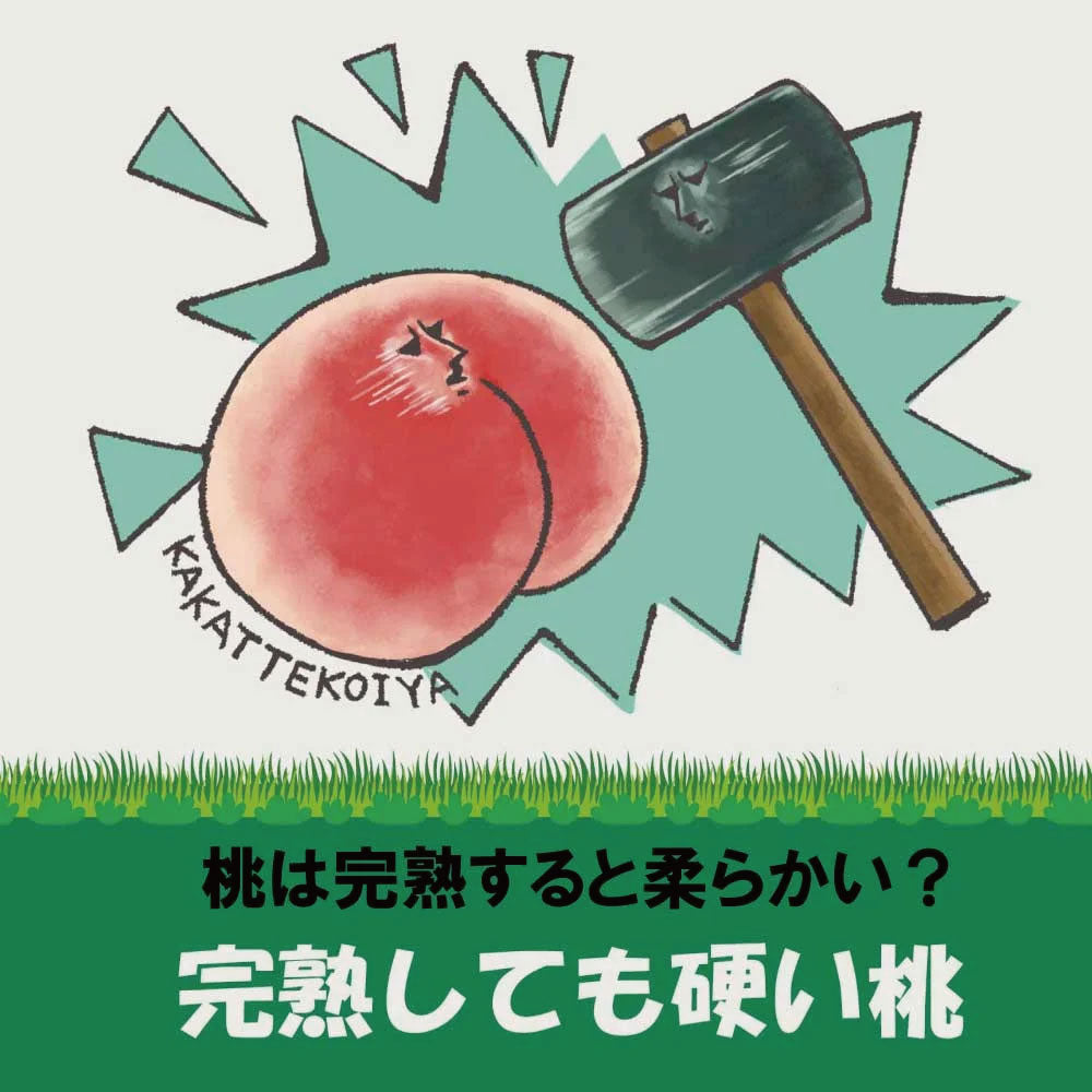 「硬質桃」【約2kg/4~6玉/糖度14度保証】皮ごと食べられる硬い桃 EC005(税込)