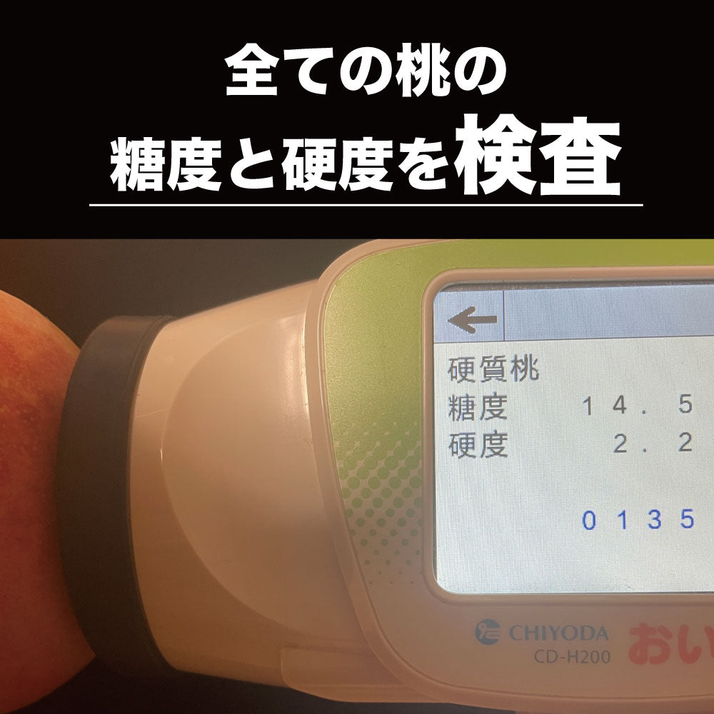 「硬質桃」【約2kg/4~6玉/糖度14度保証】皮ごと食べられる硬い桃 EC005(税込)