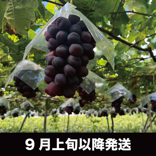 富士の輝<ブラックシャインマスカット>【約2kg/2~4房/糖度18度保証】EC023(税込)