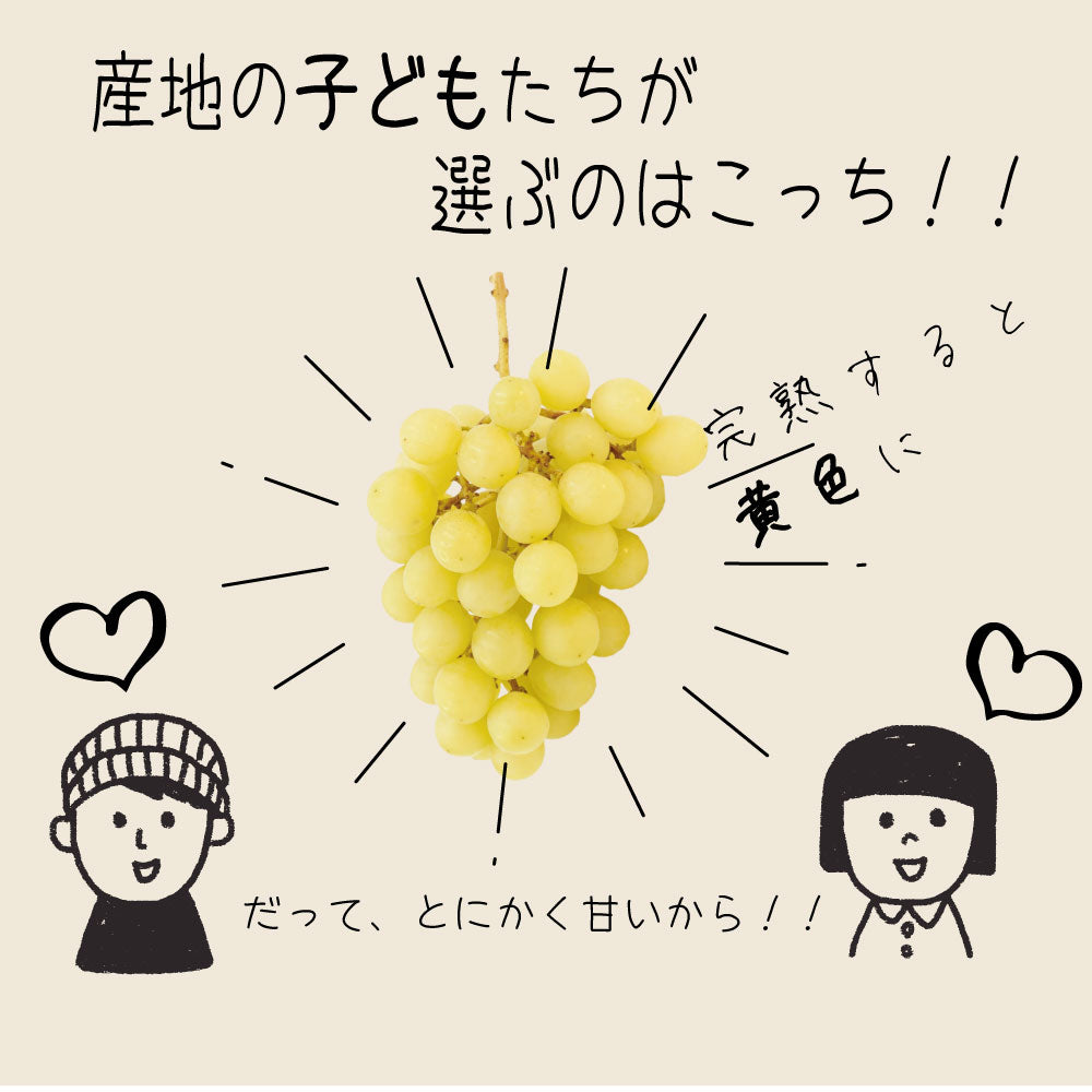 こどもシャインマスカット【約800g/2〜3房/糖度20度保証 】EC017(税込)