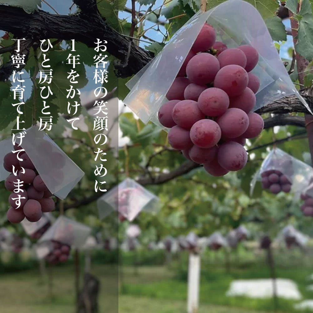 シャインマスカット・クイーンニーナ【約1kg/2~3房】 EC018(税込)