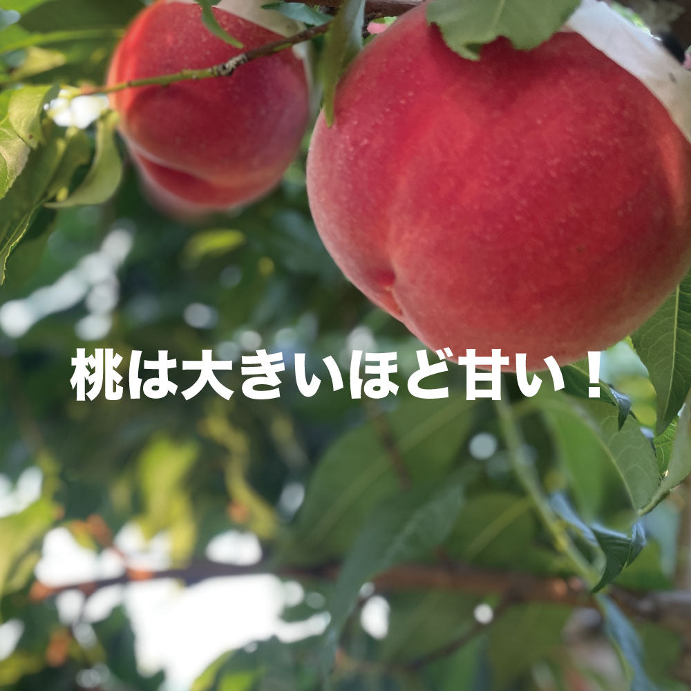 「いちのみや」の大玉桃【約2kg/4~6玉/糖度14度保証】EC002(税込)