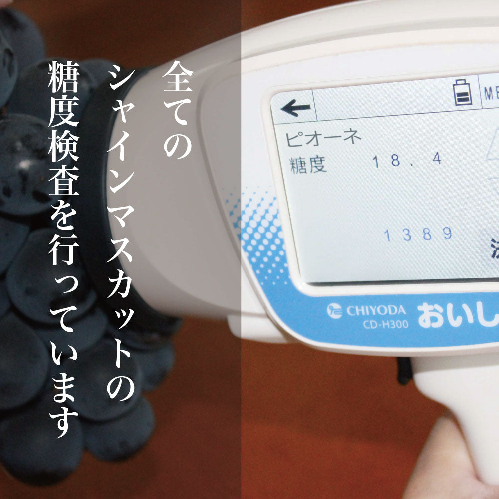 ピオーネ【約1kg/2~3房/糖度18度保証】EC012(税込)
