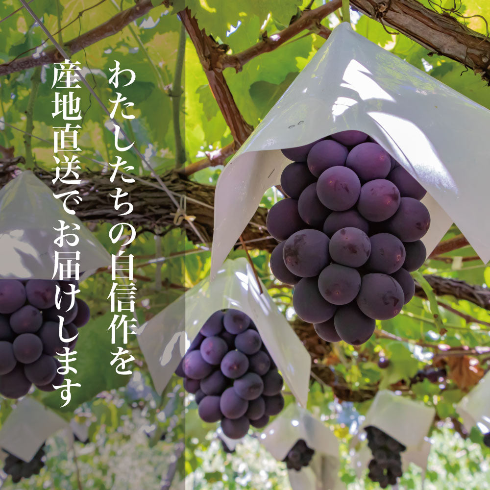 ピオーネ【約1kg/2~3房/糖度18度保証】EC012(税込)