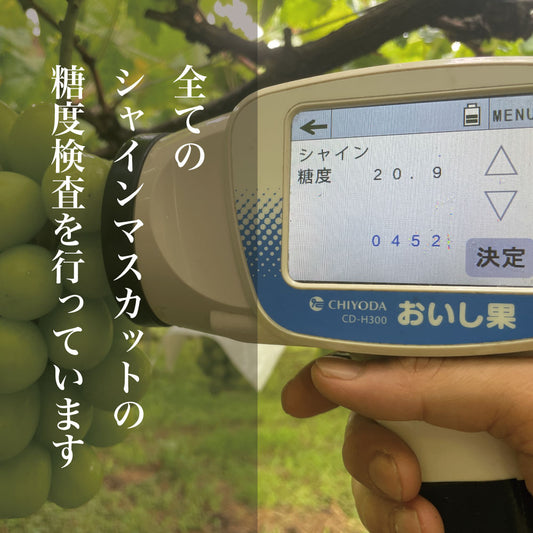 20度シャインマスカット【約1kg/2〜3房/糖度20度保証】 EC014(税込)