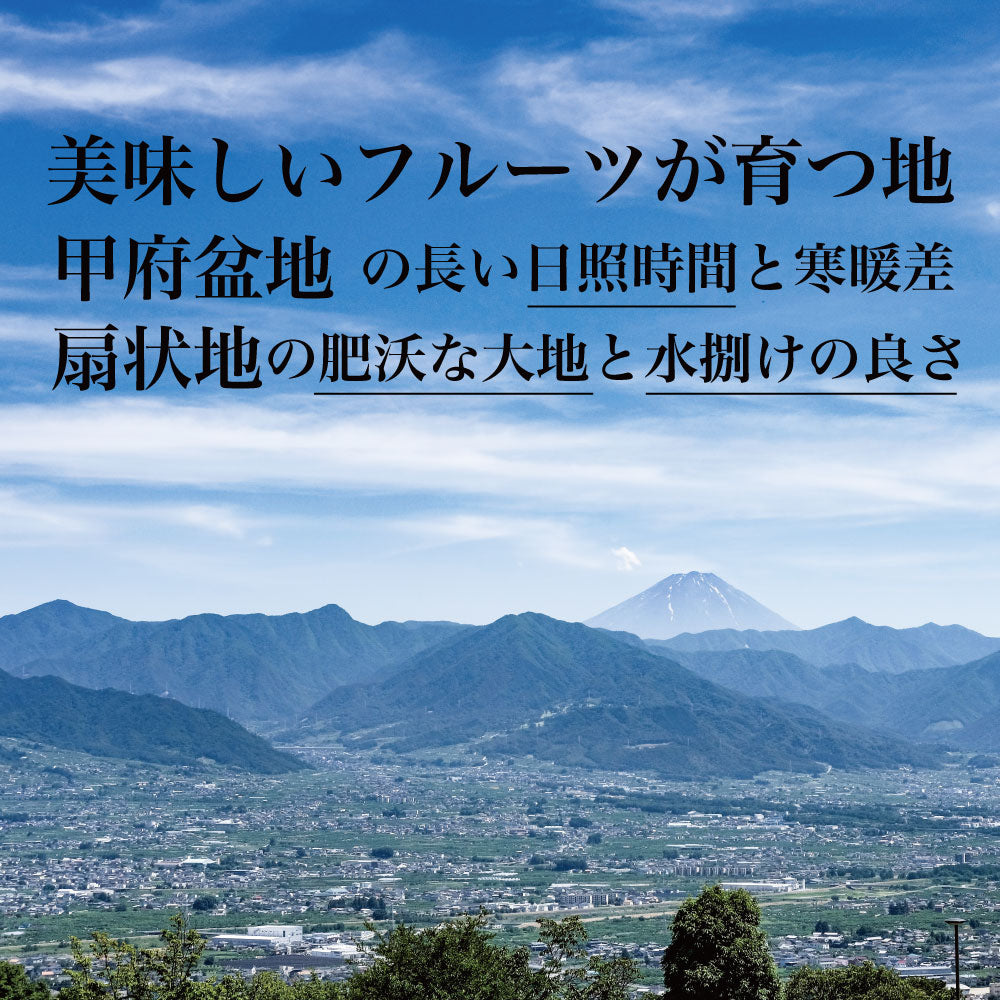 クイーンニーナ【約2kg/2~5房/糖度20度保証 】EC011(税込)