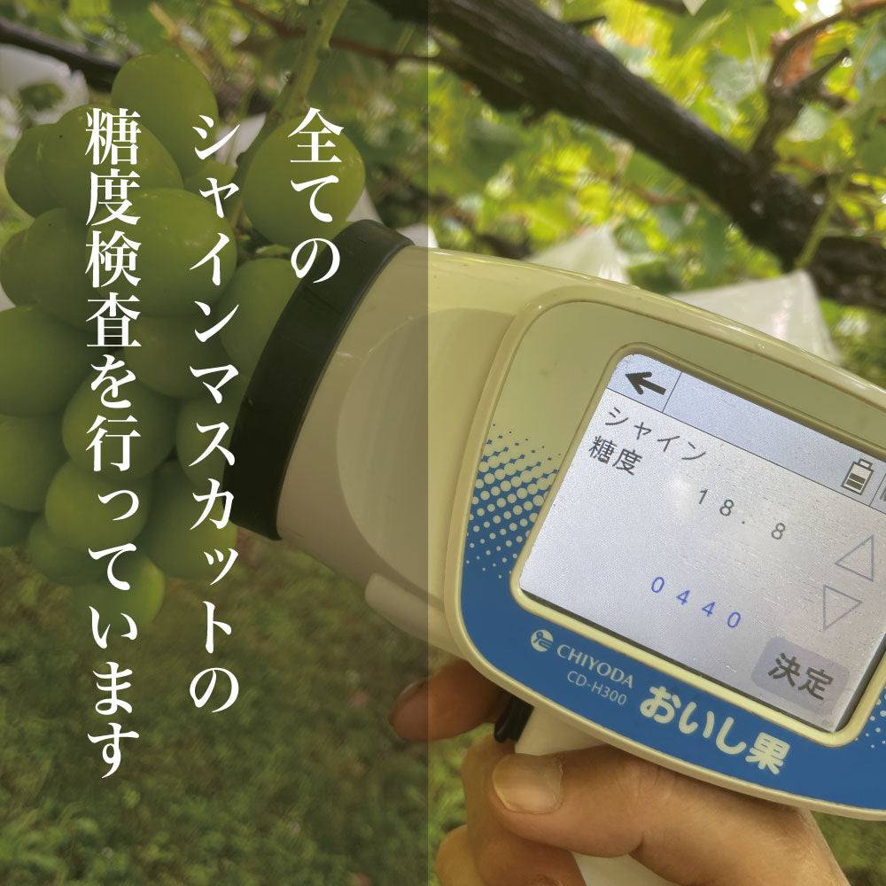 シャインマスカット【約3kg/4~8房/糖度18度保証】EC009{税込み}