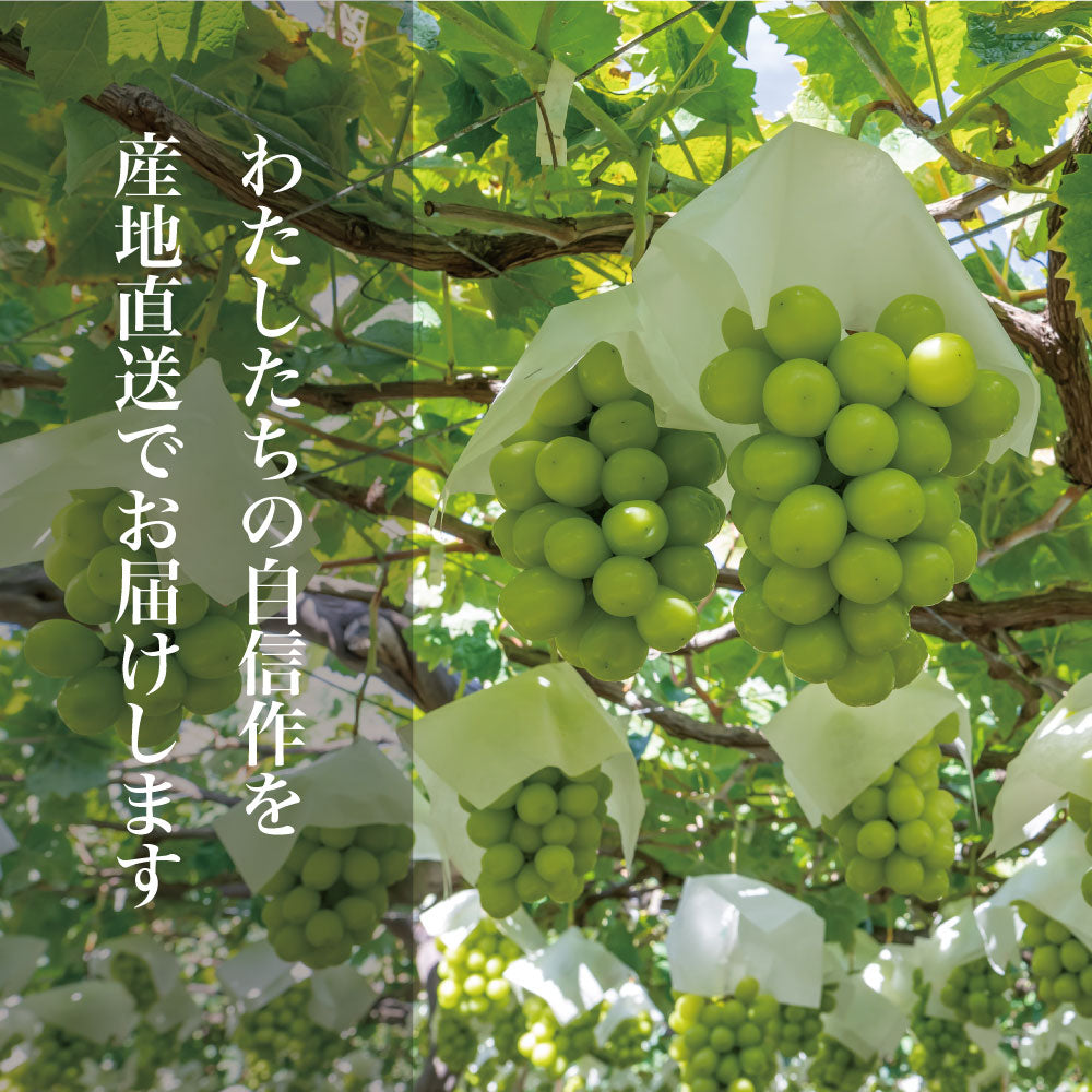 シャインマスカット【約3kg/4~8房/糖度18度保証】EC009{税込み}
