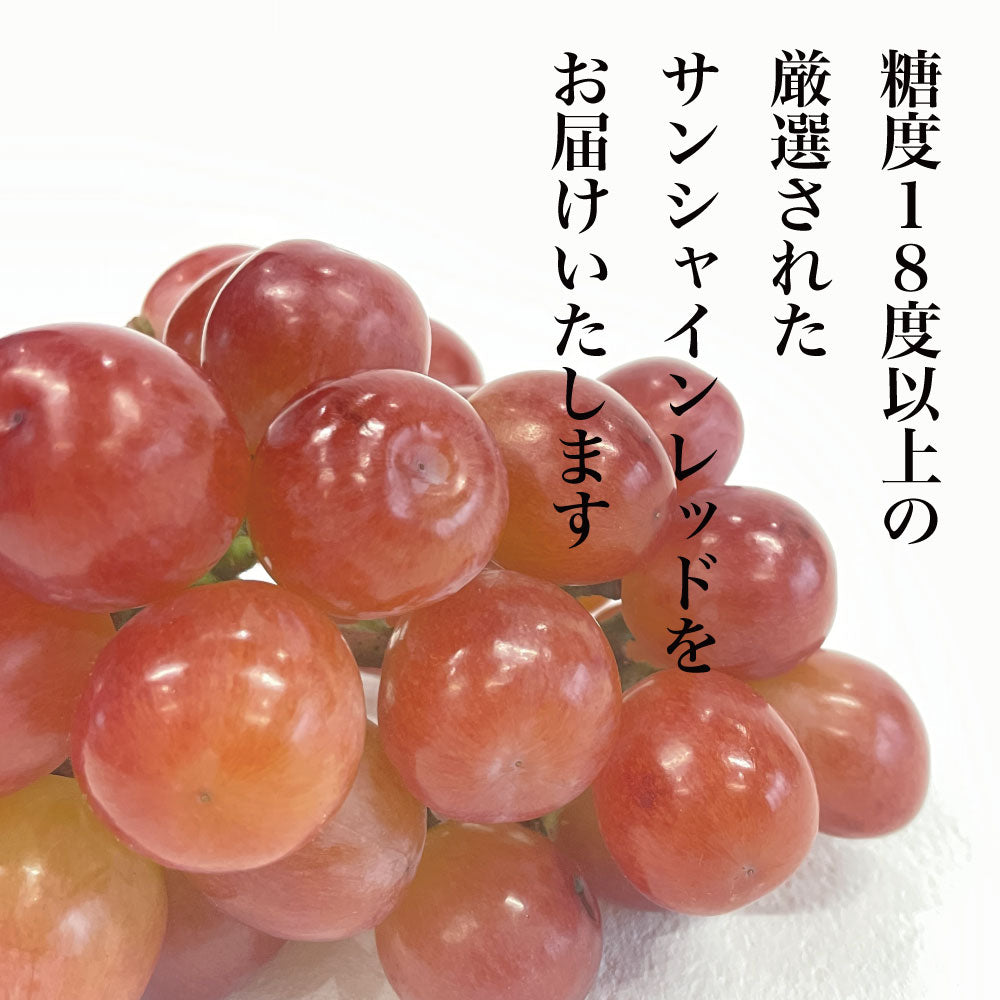 サンシャインレッド【約1kg/2~3房/糖度18度保証】EC022(税込)
