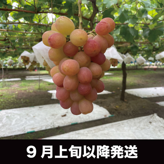 サンシャインレッド【約2kg/2~5房/糖度18度保証】EC025(税込)