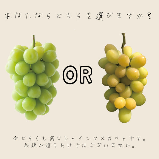 大人シャインマスカット【約800g/2〜3房/糖度20度保証 】EC016(税込)