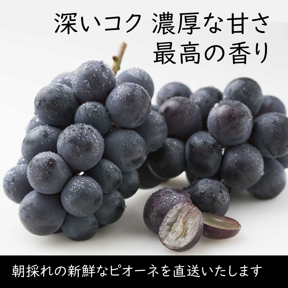 シャインマスカット・ピオーネ【約1kg/2~3房】EC020(税込)