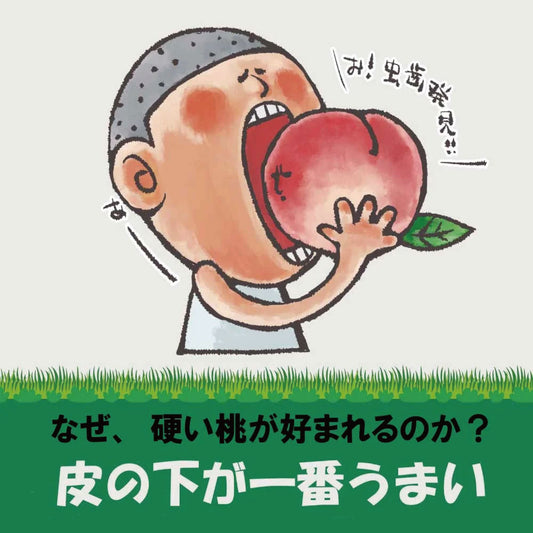 「硬質桃」【約1kg/3玉/糖度14度保証】皮ごと食べられる硬い桃 EC004（税込）