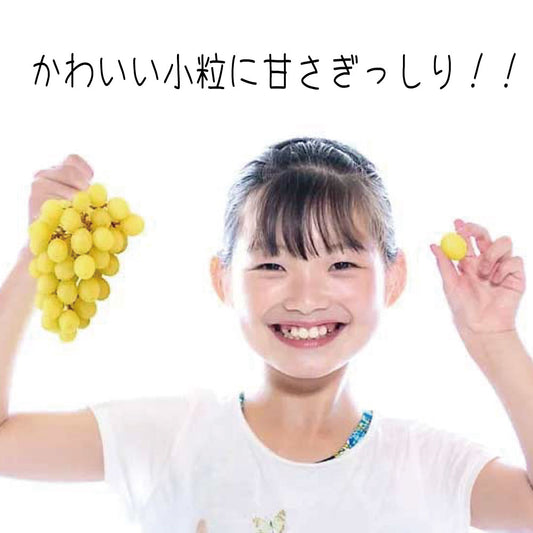 こどもシャインマスカット【約800g/2〜3房/糖度20度保証 】EC017（税込）