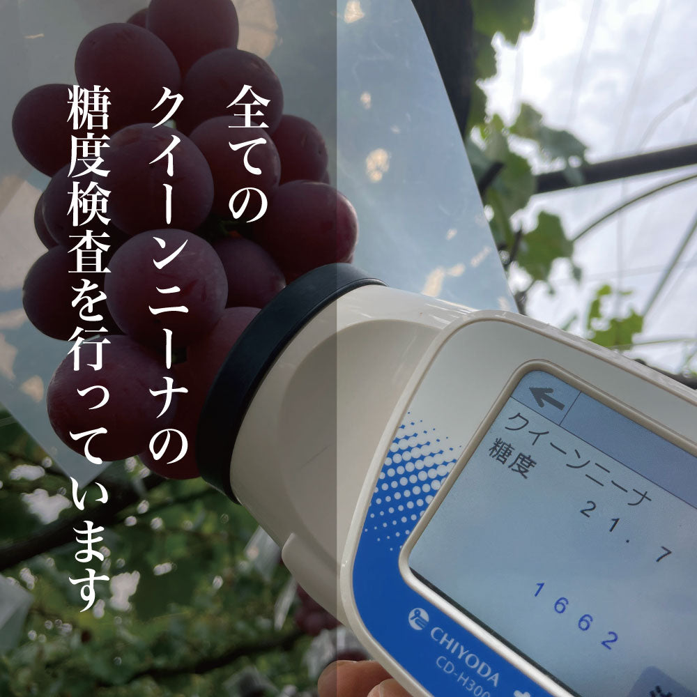 クイーンニーナ【約2kg/2～5房/糖度20度保証 】EC011（税込）