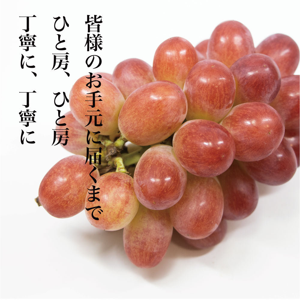 サンシャインレッド【約2kg/2～5房/糖度18度保証】EC025（税込）