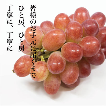 サンシャインレッド【約2kg/2～5房/糖度18度保証】EC025（税込）