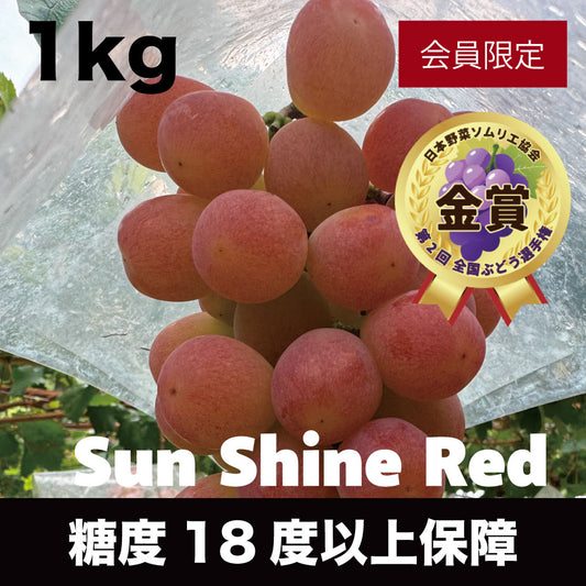 サンシャインレッド【約1kg/2～3房/糖度18度保証】EC022（税込）